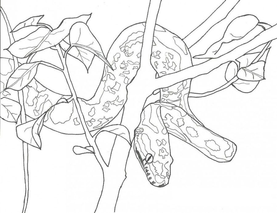 Online coloring book: Anaconda coloring page is looking at us from the tree